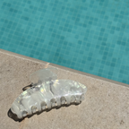 Pinza Translucent